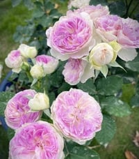 Image 4 of Pre-Order - BLUEMOON STONE ROSE