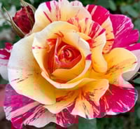 Image 4 of Pre-Order - MAURICE UTRILLO ROSE