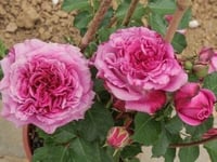 Image 4 of AGNES SCHILLINGER ROSE