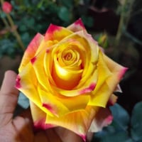 Image 4 of Pre-Order - JOKER ROSE