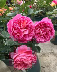 Image 4 of BOSCOBEL ROSE (Auscousin)