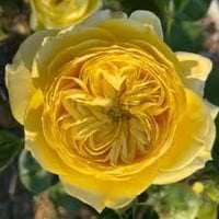 Image 4 of Pre-Order - CATALINA ROSE