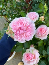 Image 4 of Pre-Order - MIRANDA (Ausimmon)