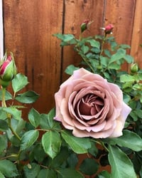 Image 4 of KOKO LOKO ROSE