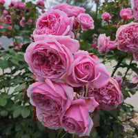 Image 4 of Pre-Order - BISHOP’S CASTLE (AUsbeck)