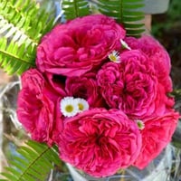 Image 4 of AUDREY FLEUROT ROSE