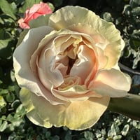 Image 4 of CHIFFON ROSE