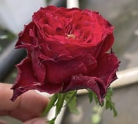 Image 4 of DARCULA’S KISS ROSE