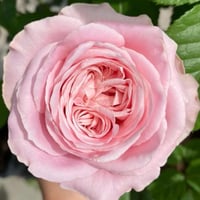 Image 4 of AMAZING GRACE ROSE