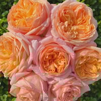 Image 4 of VICTORIAN SECRET ROSE
