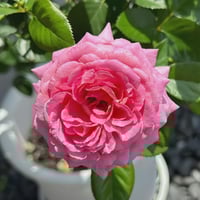 Image 4 of BERNADETTE LAFONT ROSE