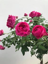 Image 4 of PAS DE DEUX ROSE