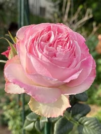 Image 4 of Pre-Order - KEIRA ROSE  (AUSboxer) 