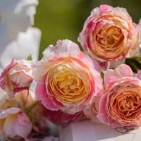 Image 4 of Pre-Order - CLAUDE MONET ROSE