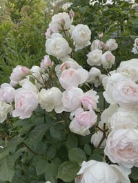 Image 4 of DESDEMONA ROSE (Auskindling)