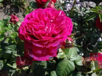 Image 5 of Pre-Order - GOSPEL ROSE