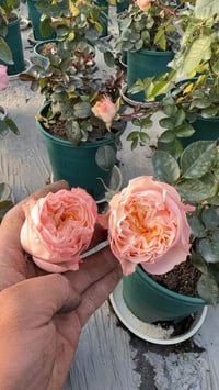 Image 4 of MICKEY BUBBLE ROSE