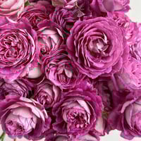 Image 4 of HUDDERSFIELD CHORAL SOCIETY ROSE