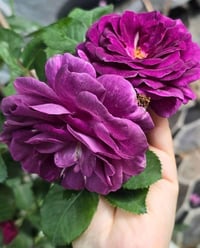 Image 4 of Pre-Order - MINERVA ROSE