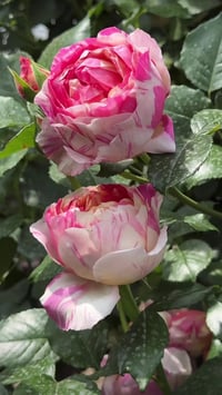 Image 4 of Pre-Order - EDOUARD MANET ROSE