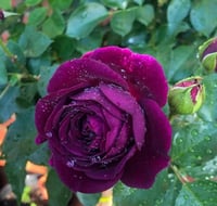 Image 4 of Pre-Order - EBB TIDE ROSE