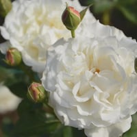 Image 5 of SUR LA NEIGE ROSE