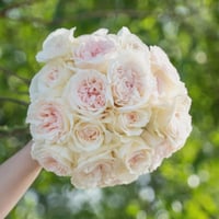 Image 5 of BLUSH SNOW ROSE