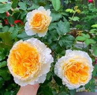 Image 5 of Pre-Order - BEATRICE ROSE