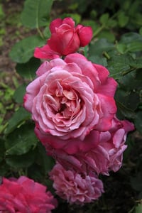 Image 5 of AGNES SCHILLINGER ROSE