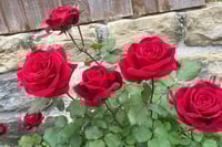 Image 5 of Pre-Order - DON JUAN CLIMBING ROSE