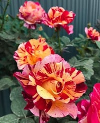 Image 5 of Pre-Order - MAURICE UTRILLO ROSE