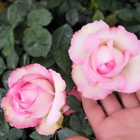 Image 5 of Pre-Order - LAROSE OPTIMISTE ROSE