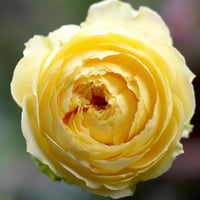 Image 5 of Pre-Order - CATALINA ROSE