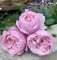 Image 5 of SPIRIT OF FREEDOM CLIMBING ROSE (Ausbite)