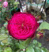 Image 5 of YVES JARDIN PARFUME ROSE