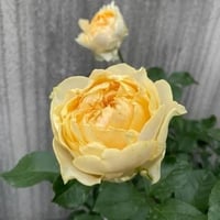 Image 5 of ALL FOUR ROMANCE ROSE