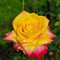 Image 5 of Pre-Order - JOKER ROSE