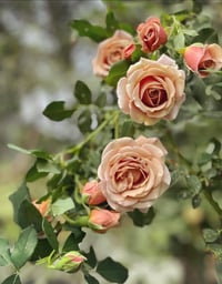 Image 5 of KOKO LOKO ROSE