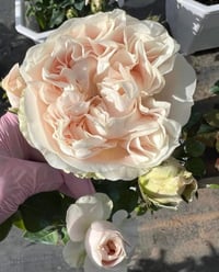 Image 5 of CHIFFON ROSE