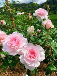 Image 5 of Pre-Order - MISAKI ROSE