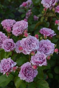 Image 4 of Pre-Order -  LE CIEL BLEU aka BLUE SKY