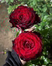 Image 5 of DARCULA’S KISS ROSE