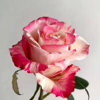 Image 5 of Pre-Order - NI CHANG ROSE