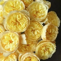 Image 5 of BIRD CHIRP aka QUE JIU ROSE