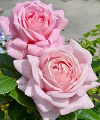 Image 5 of AMAZING GRACE ROSE