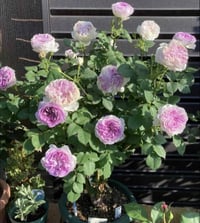 Image 5 of Pre-Order - BLUEMOON STONE ROSE