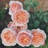 Image 5 of VICTORIAN SECRET ROSE