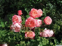 Image 5 of BOSCOBEL ROSE (Auscousin)
