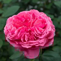 Image 5 of AUDREY FLEUROT ROSE