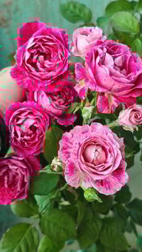 Image 5 of LADY CANDLE ROSE